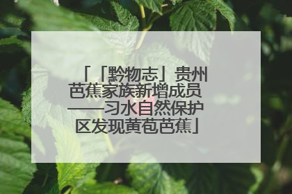 「黔物志」贵州芭蕉家族新增成员——习水自然保护区发现黄苞芭蕉