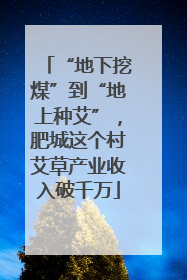 “地下挖煤”到“地上种艾”，肥城这个村艾草产业收入破千万
