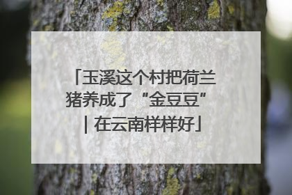 玉溪这个村把荷兰猪养成了“金豆豆”｜在云南样样好