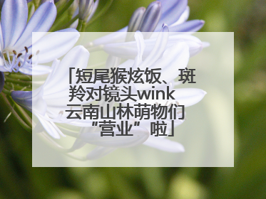 短尾猴炫饭、斑羚对镜头wink 云南山林萌物们“营业”啦