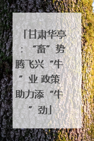 甘肃华亭：“畜”势腾飞兴“牛”业 政策助力添“牛”劲