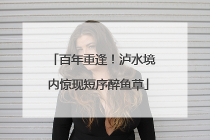 百年重逢！泸水境内惊现短序醉鱼草