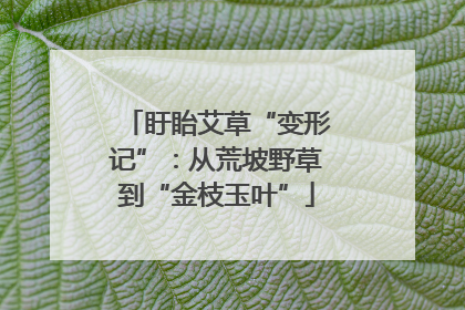 盱眙艾草“变形记”：从荒坡野草到“金枝玉叶”