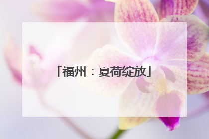 福州：夏荷绽放