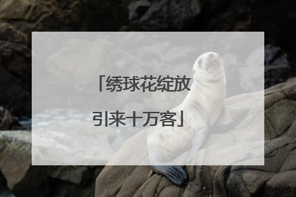 绣球花绽放 引来十万客