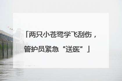 两只小苍鹭学飞刮伤，管护员紧急“送医”