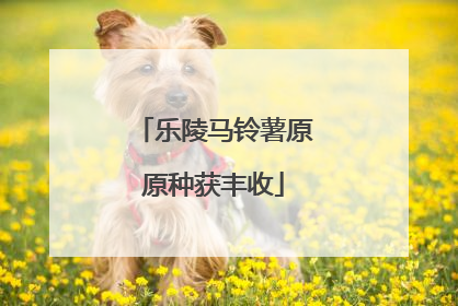 乐陵马铃薯原原种获丰收