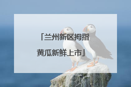 兰州新区拇指黄瓜新鲜上市