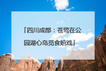 四川成都：苍鹭在公园湖心岛觅食嬉戏
