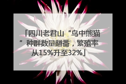四川老君山“鸟中熊猫”种群数量翻番，繁殖率从15%升至32%