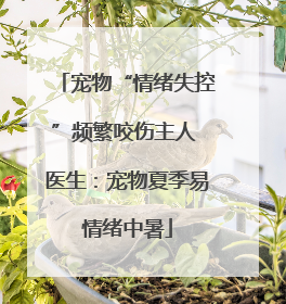 宠物“情绪失控”频繁咬伤主人 医生：宠物夏季易情绪中暑