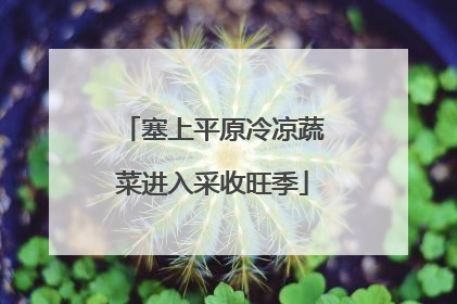塞上平原冷凉蔬菜进入采收旺季
