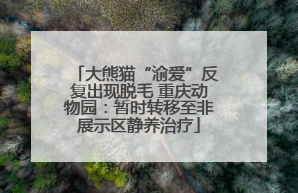 大熊猫“渝爱”反复出现脱毛 重庆动物园：暂时转移至非展示区静养治疗