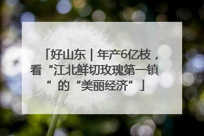 好山东｜年产6亿枝，看“江北鲜切玫瑰第一镇”的“美丽经济”