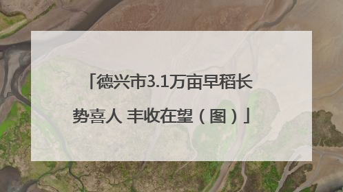 德兴市3.1万亩早稻长势喜人 丰收在望（图）