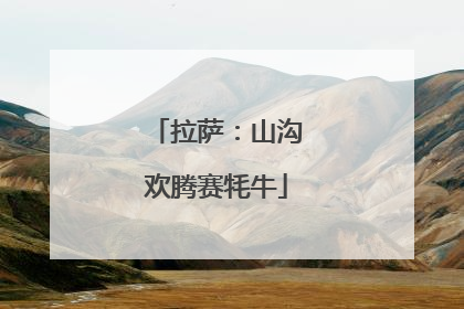 拉萨：山沟欢腾赛牦牛