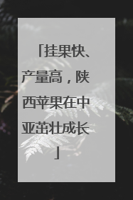 挂果快、产量高，陕西苹果在中亚茁壮成长
