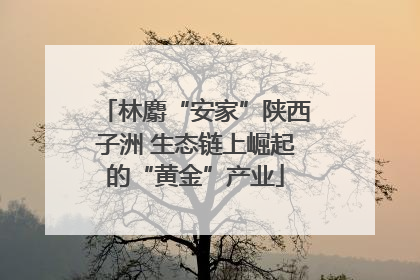 林麝“安家”陕西子洲 生态链上崛起的“黄金”产业