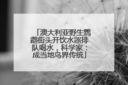 澳大利亚野生鹦鹉街头开饮水器排队喝水，科学家：成当地鸟界传统