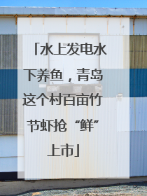 水上发电水下养鱼，青岛这个村百亩竹节虾抢“鲜”上市