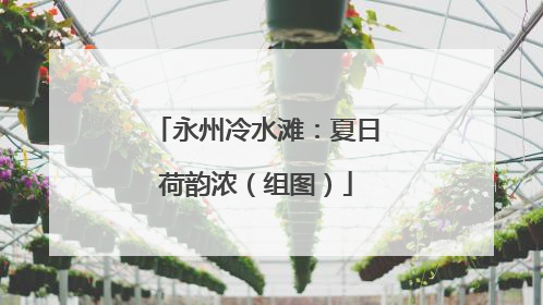 永州冷水滩：夏日荷韵浓（组图）
