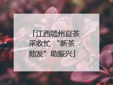 江西赣州夏茶采收忙 “新茶勃发”助振兴