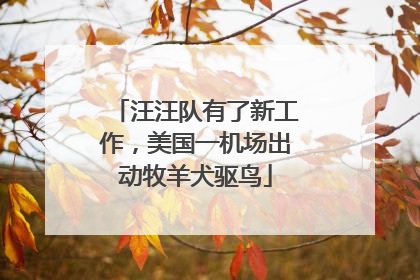 汪汪队有了新工作，美国一机场出动牧羊犬驱鸟