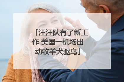 汪汪队有了新工作 美国一机场出动牧羊犬驱鸟