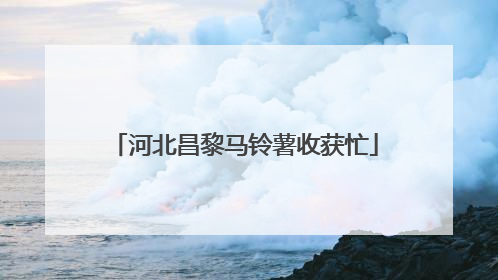 河北昌黎马铃薯收获忙