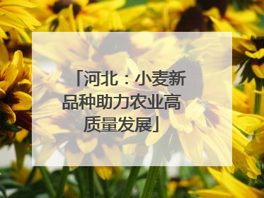 河北：小麦新品种助力农业高质量发展