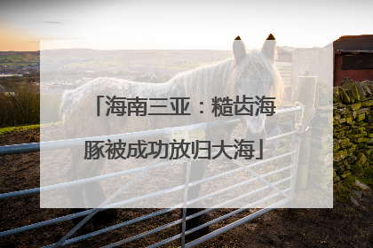 海南三亚：糙齿海豚被成功放归大海