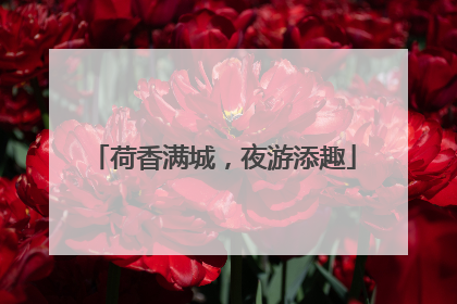 荷香满城，夜游添趣