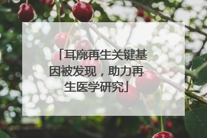 耳廓再生关键基因被发现，助力再生医学研究