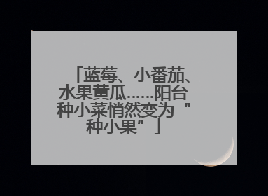 蓝莓、小番茄、水果黄瓜……阳台种小菜悄然变为“种小果”