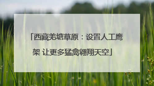 西藏羌塘草原：设置人工鹰架 让更多猛禽翱翔天空