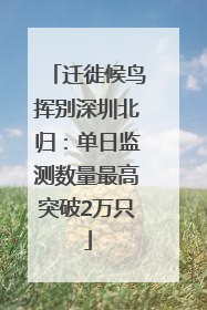 迁徙候鸟挥别深圳北归：单日监测数量最高突破2万只