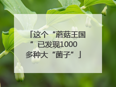 这个“蘑菇王国”已发现1000多种大“菌子”