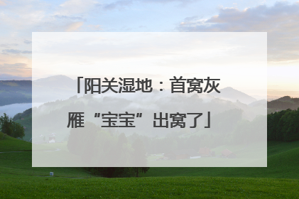 阳关湿地：首窝灰雁“宝宝”出窝了