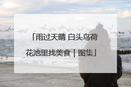 雨过天晴 白头鸟荷花池里找美食｜图集