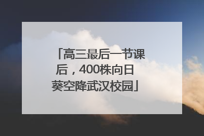 高三最后一节课后，400株向日葵空降武汉校园