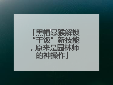 黑帽悬猴解锁“干饭”新技能，原来是园林师的神操作