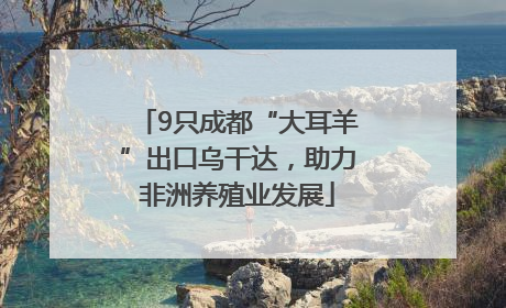 9只成都“大耳羊”出口乌干达，助力非洲养殖业发展